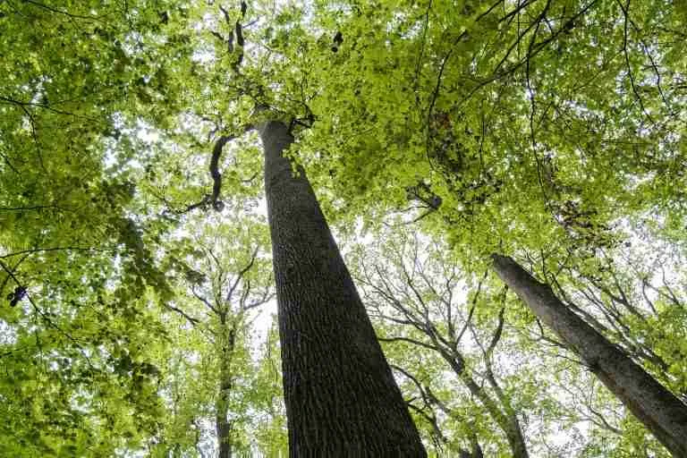 foret blois